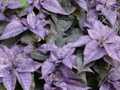 Purple poinsettia